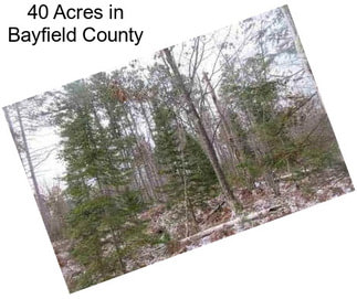 40 Acres in Bayfield County