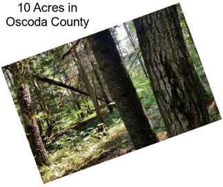 10 Acres in Oscoda County