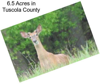 6.5 Acres in Tuscola County