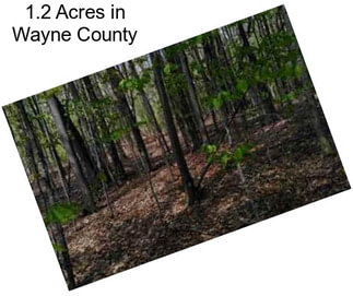 1.2 Acres in Wayne County