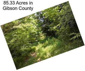 85.33 Acres in Gibson County