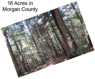 16 Acres in Morgan County