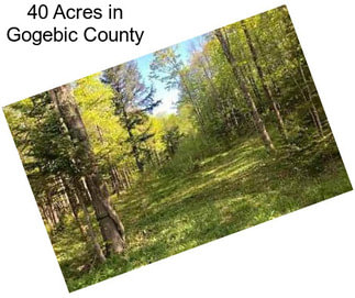 40 Acres in Gogebic County