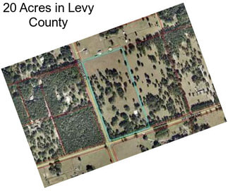 20 Acres in Levy County