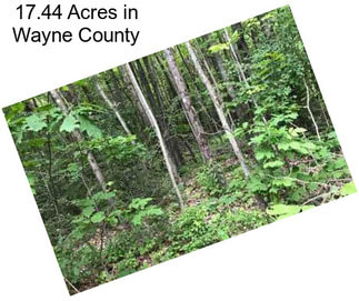 17.44 Acres in Wayne County