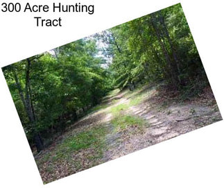 300 Acre Hunting Tract