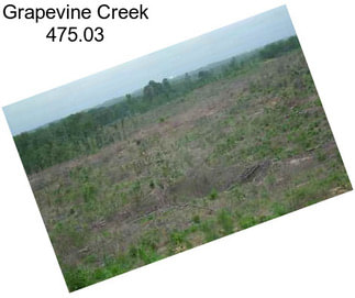 Grapevine Creek 475.03