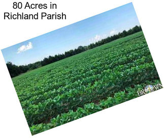 80 Acres in Richland Parish