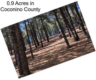 0.9 Acres in Coconino County