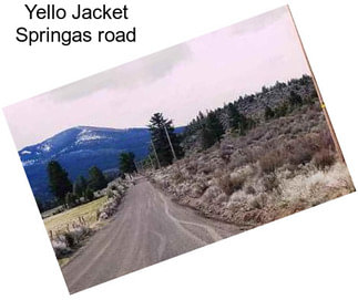 Yello Jacket Springas road