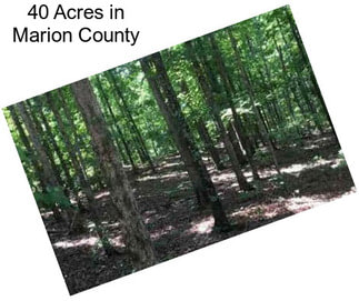 40 Acres in Marion County