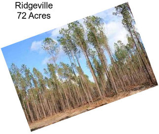 Ridgeville 72 Acres