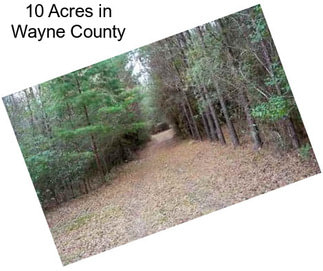 10 Acres in Wayne County