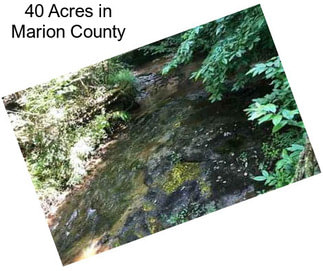 40 Acres in Marion County