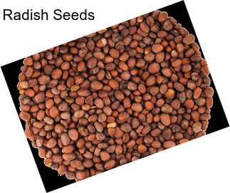 Radish Seeds