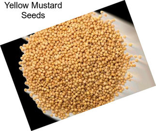 Yellow Mustard Seeds