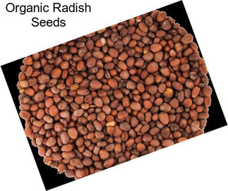 Organic Radish Seeds