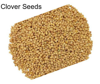 Clover Seeds