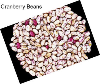 Cranberry Beans