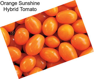 Orange Sunshine Hybrid Tomato