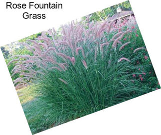 Rose Fountain Grass