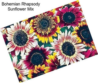 Bohemian Rhapsody Sunflower Mix