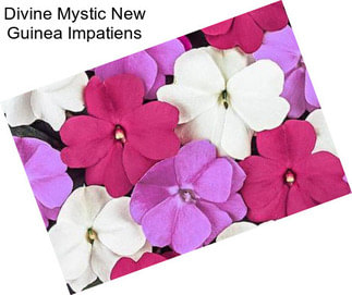 Divine Mystic New Guinea Impatiens