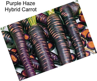 Purple Haze Hybrid Carrot