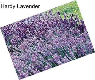 Hardy Lavender