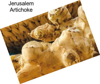 Jerusalem Artichoke