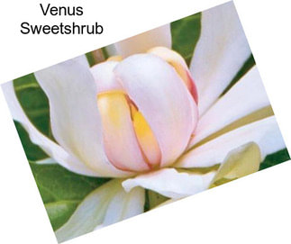 Venus Sweetshrub