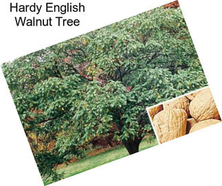 Hardy English Walnut Tree