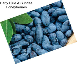 Early Blue & Sunrise Honeyberries