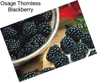 Osage Thornless Blackberry