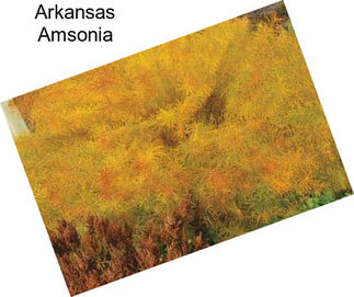 Arkansas Amsonia