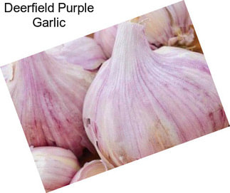 Deerfield Purple Garlic