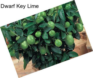 Dwarf Key Lime