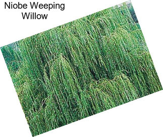 Niobe Weeping Willow