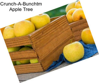 Crunch-A-Bunchtm Apple Tree