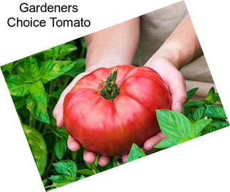 Gardeners Choice Tomato