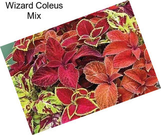 Wizard Coleus Mix