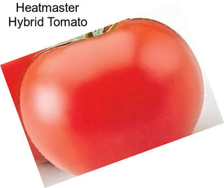 Heatmaster Hybrid Tomato