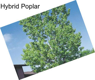 Hybrid Poplar