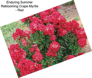 Enduring Summer Reblooming Crape Myrtle - Red