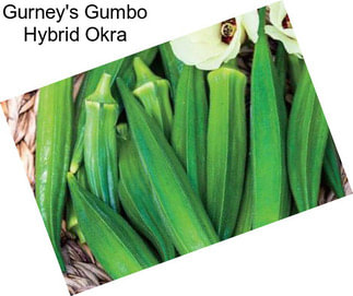 Gurney\'s Gumbo Hybrid Okra