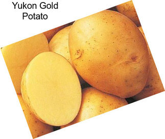 Yukon Gold Potato