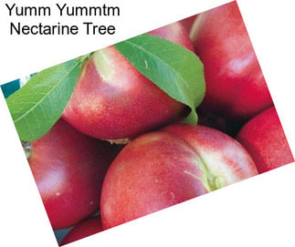 Yumm Yummtm Nectarine Tree