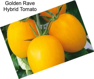 Golden Rave Hybrid Tomato