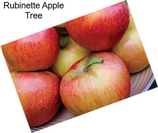 Rubinette Apple Tree