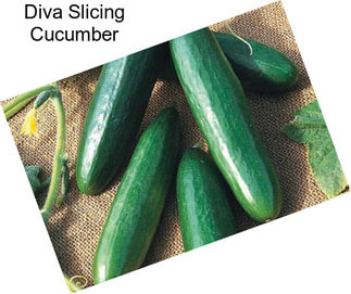Diva Slicing Cucumber